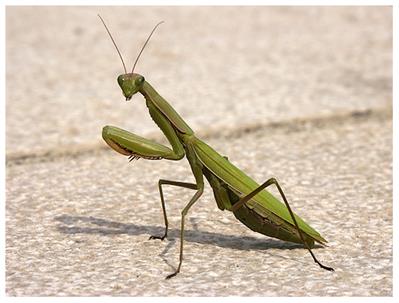 GottesanbeterinPICT0186