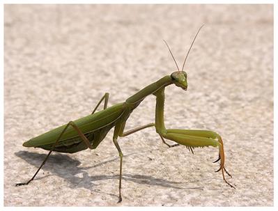 GottesanbieterinPICT0191