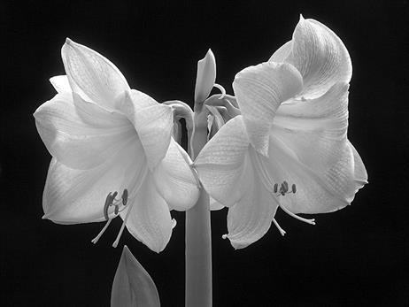 amaryllis_nah_sw_hintsw