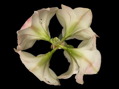 amaryllis_quadrille_pict0117