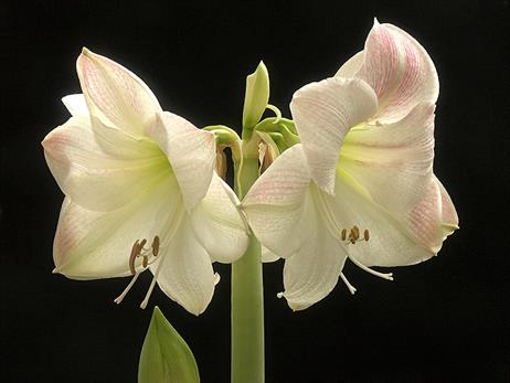 amaryllis_quer_nah_colorpict0041