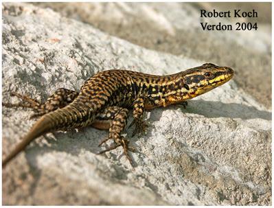 eidechse_am_verdon2004gross