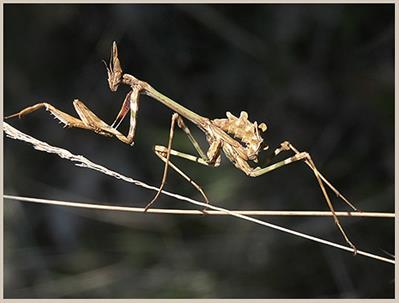 gottesanbeterin_provence