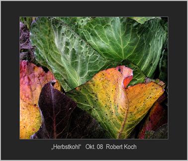 herbstkohl