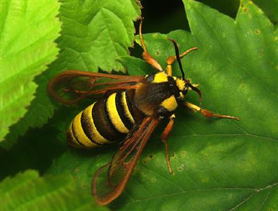 hornissenschwaermerPICT0060