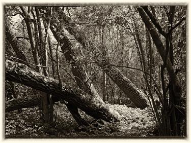 im_ried_getont_DSC07890