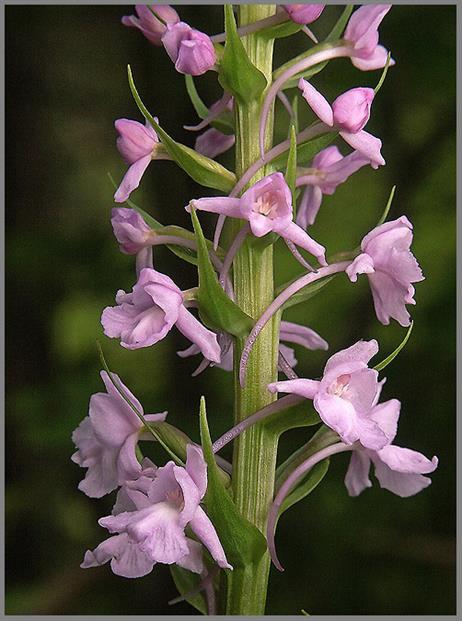 wohlriechendehaendelwurz